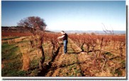 Working in a vinyard at Paihl�s